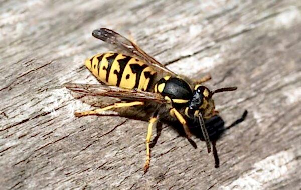 yellow jacket control bay area