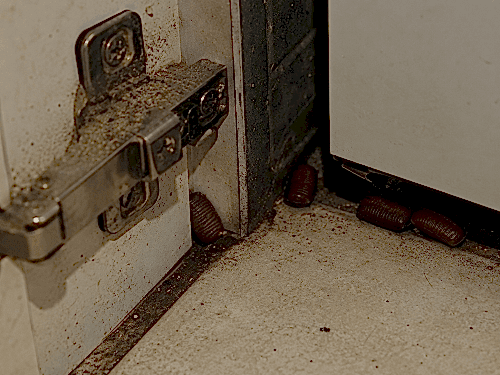cockroach egg cases in kitchen