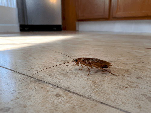 Cockroach on the kitchen floor in daylight