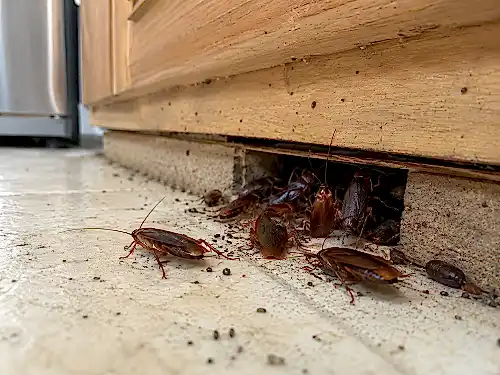 large cockroach infestation