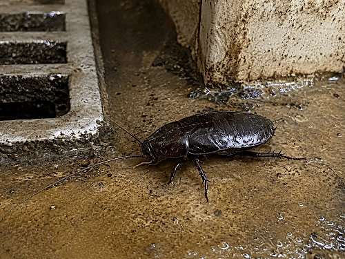 Oriental Cockroach