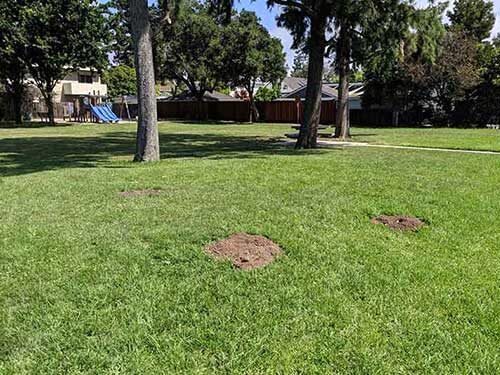 gopher lawn damage