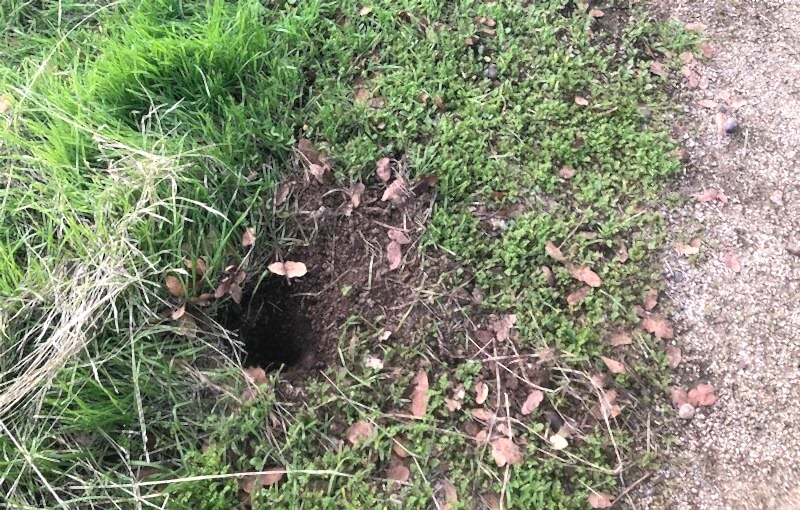 ground-squirrel-yard-damage